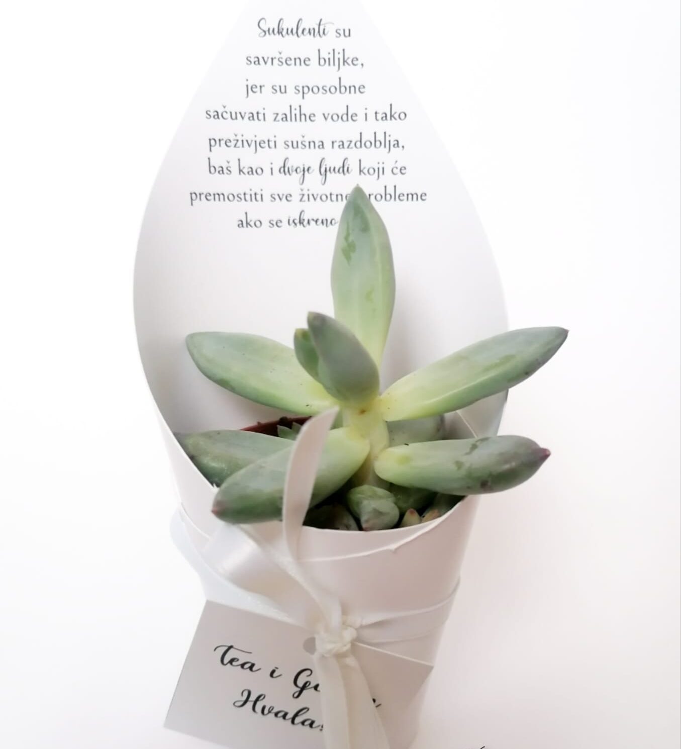 personalizirani sukulenti sukulenti kao zahvalnice zahvalnice za vjenčanje zahvalnice za goste sukulenti s privjeskom sukulenti s porukom personalizirani omot za sukulente pokloni za goste zahvalnice za krštenje zahvalnice za pričest zahvalnice za krizmu zahvalnice za rođendan originalne zahvalnice prirodne zahvalnice unikatne zahvalnice