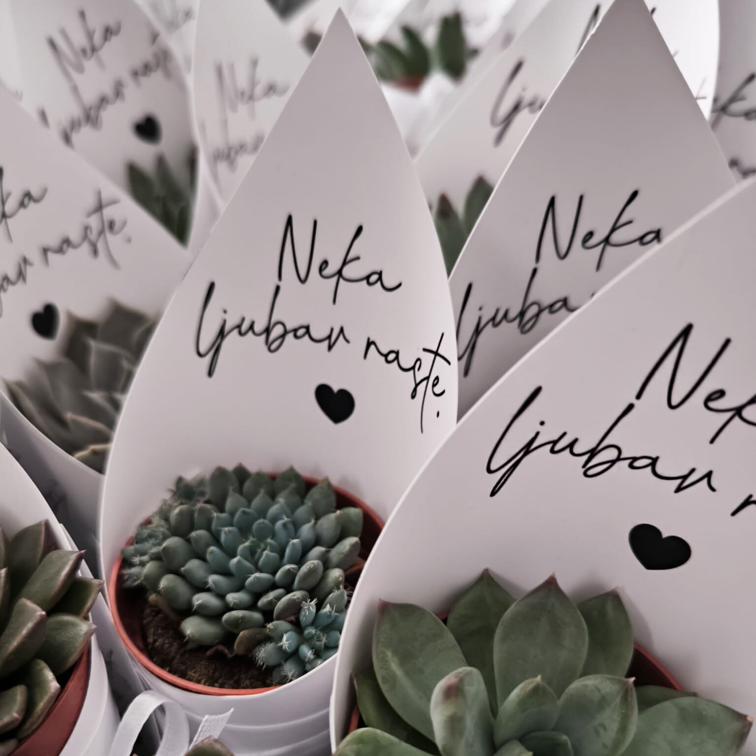 personalizirani sukulenti sukulenti kao zahvalnice zahvalnice za vjenčanje zahvalnice za goste sukulenti s privjeskom sukulenti s porukom personalizirani omot za sukulente pokloni za goste zahvalnice za krštenje zahvalnice za pričest zahvalnice za krizmu zahvalnice za rođendan originalne zahvalnice prirodne zahvalnice unikatne zahvalnice